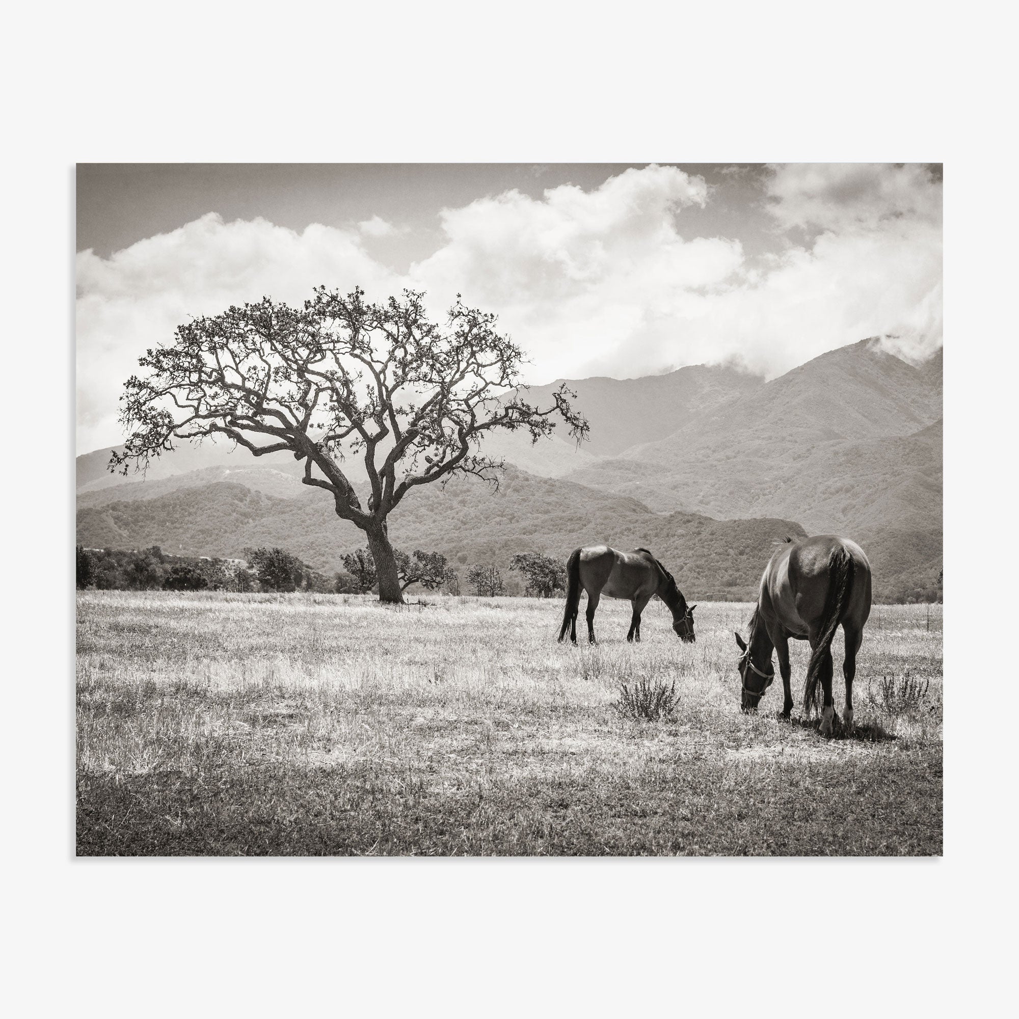 Rustic Print of Horses in a Field, 'Santa Ynez Horses (Black and White)'