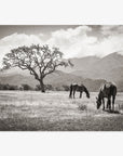 Rustic Print of Horses in a Field, 'Santa Ynez Horses (Black and White)'