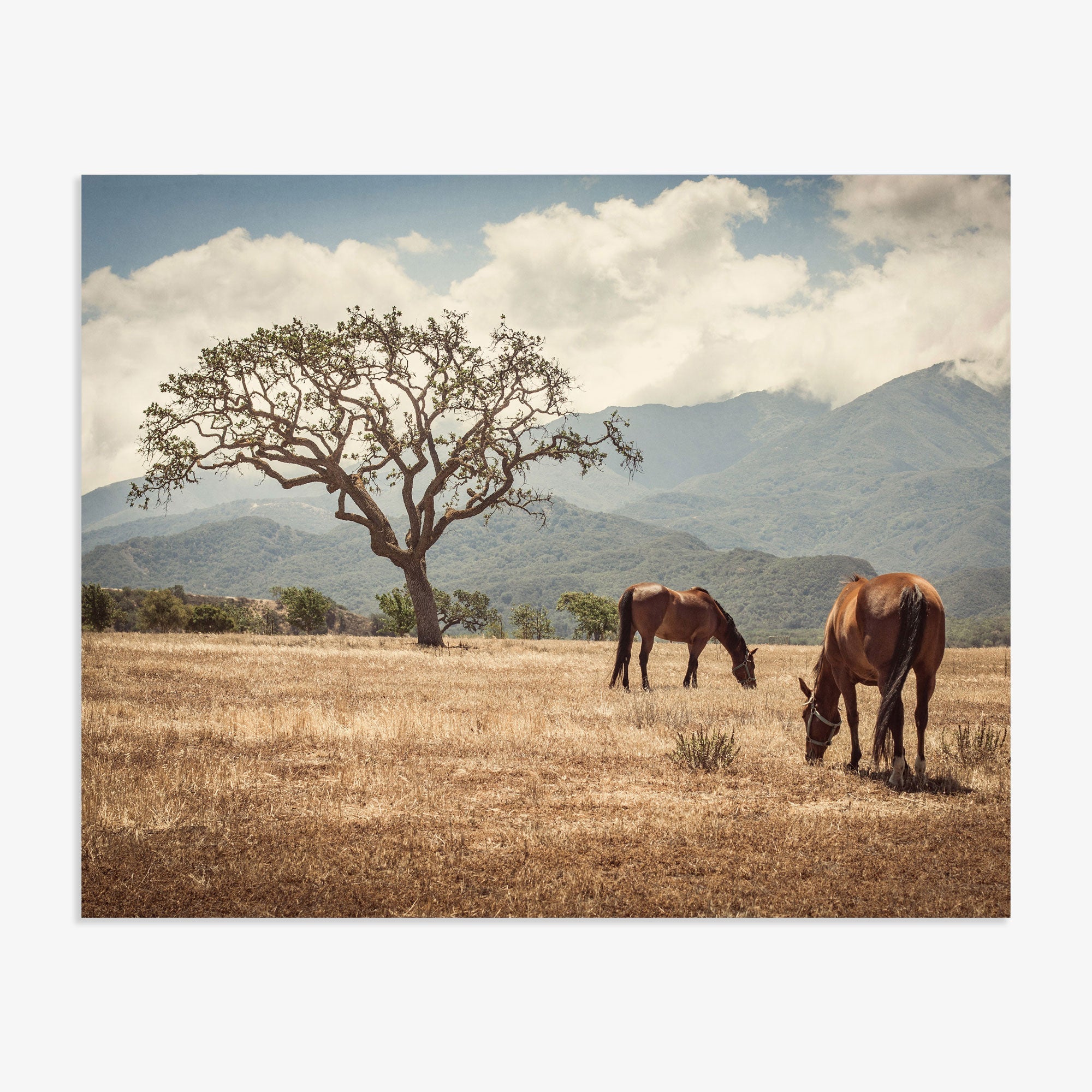 Two &#39;Santa Ynez Horses&#39; grazing peacefully in the sunlit Santa Ynez Valley with a large, solitary tree and mountain range in the background, evoking a serene, pastoral scene.