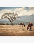 Two 'Santa Ynez Horses' grazing peacefully in the sunlit Santa Ynez Valley with a large, solitary tree and mountain range in the background, evoking a serene, pastoral scene.