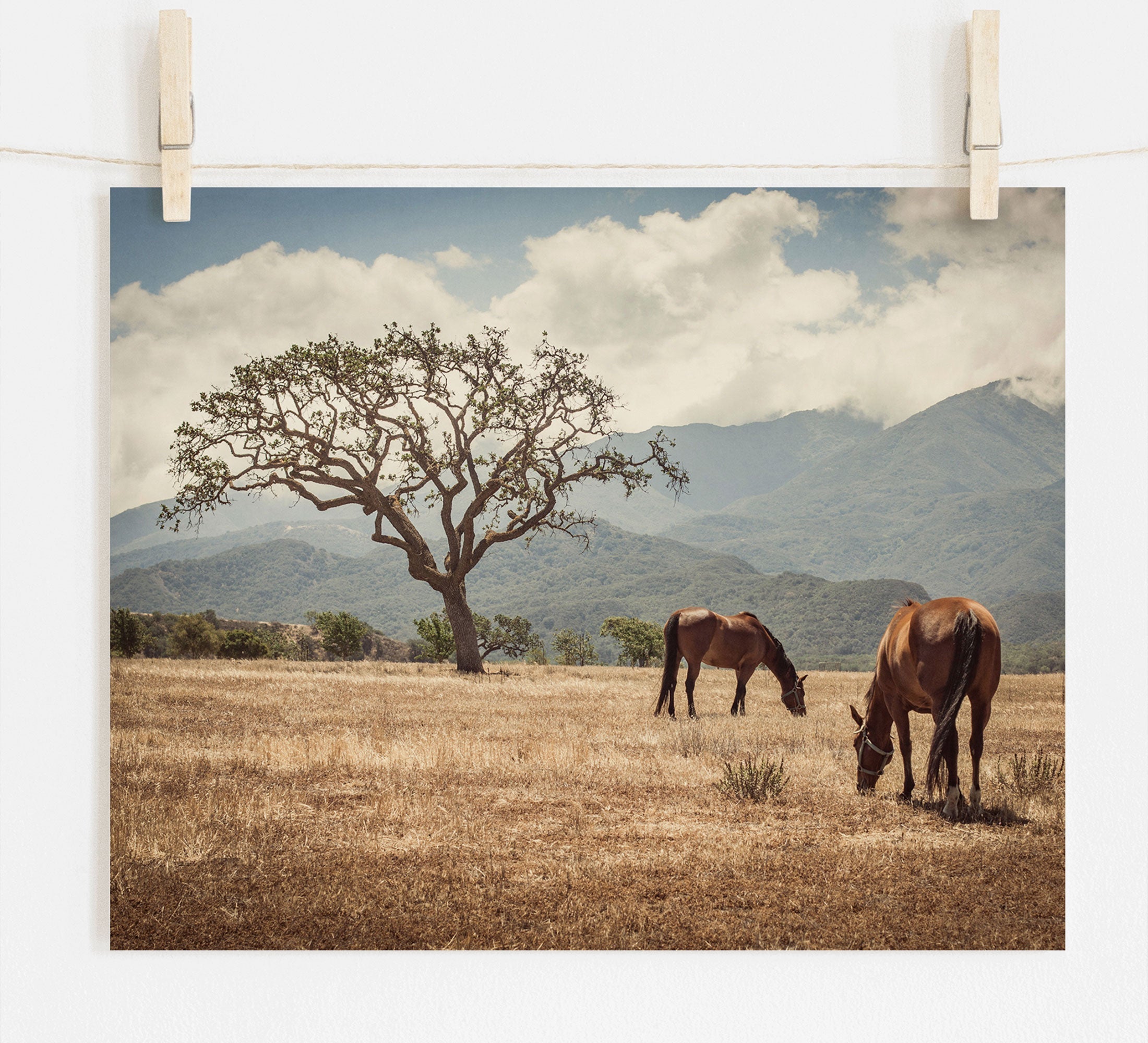 Two &#39;Santa Ynez Horses&#39; graze in a sunlit field near a lone tree in the Santa Ynez Valley, with mountains and clouds in the background, depicted as a photograph hung by clothespins.