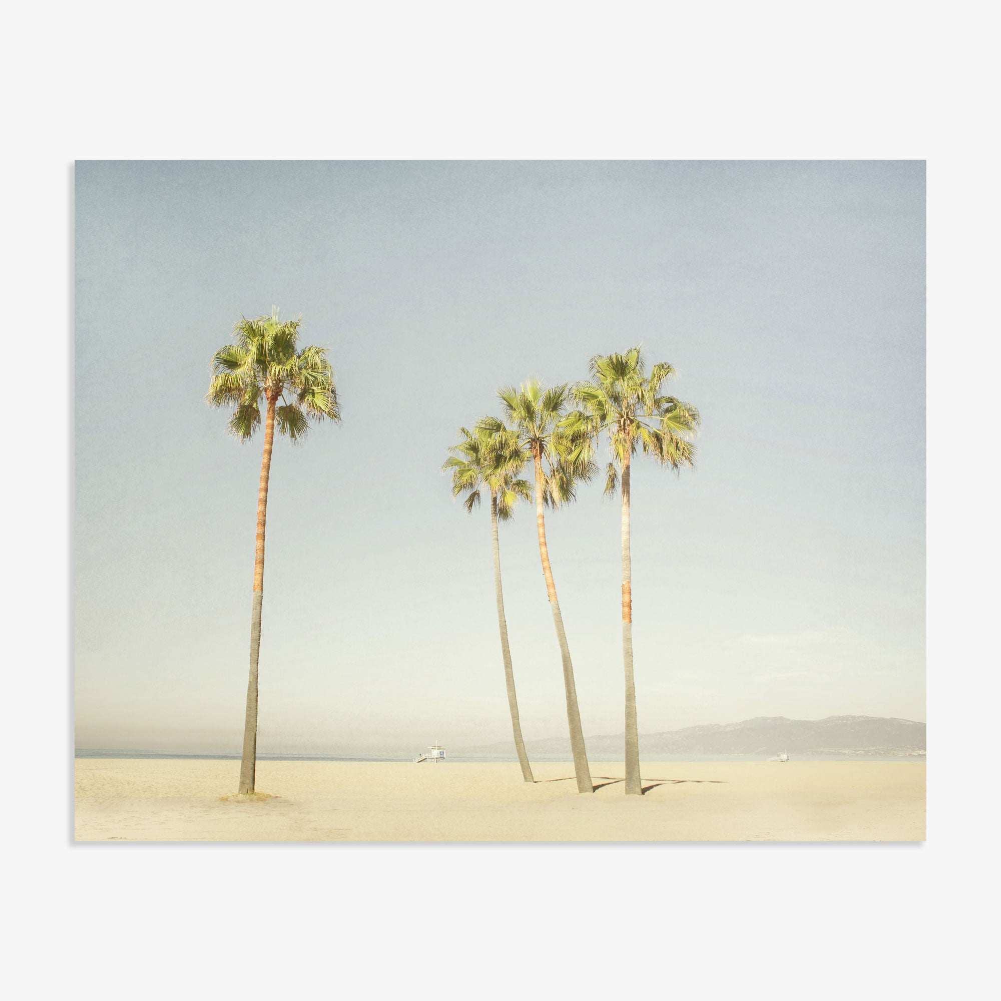 Five palm trees on a sandy beach under a clear sky, with two people sitting distantly in the background. The scene, captured on Venice Beach, conveys a peaceful, sunny day. Experience it for yourself with the Offley Green California Venice Beach Print &#39;Boardwalk Palms&#39;.