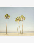 Five palm trees on a sandy beach under a clear sky, with two people sitting distantly in the background. The scene, captured on Venice Beach, conveys a peaceful, sunny day. Experience it for yourself with the Offley Green California Venice Beach Print 'Boardwalk Palms'.