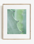 Green Botanical Print, 'Aloe Vera Spikes II'