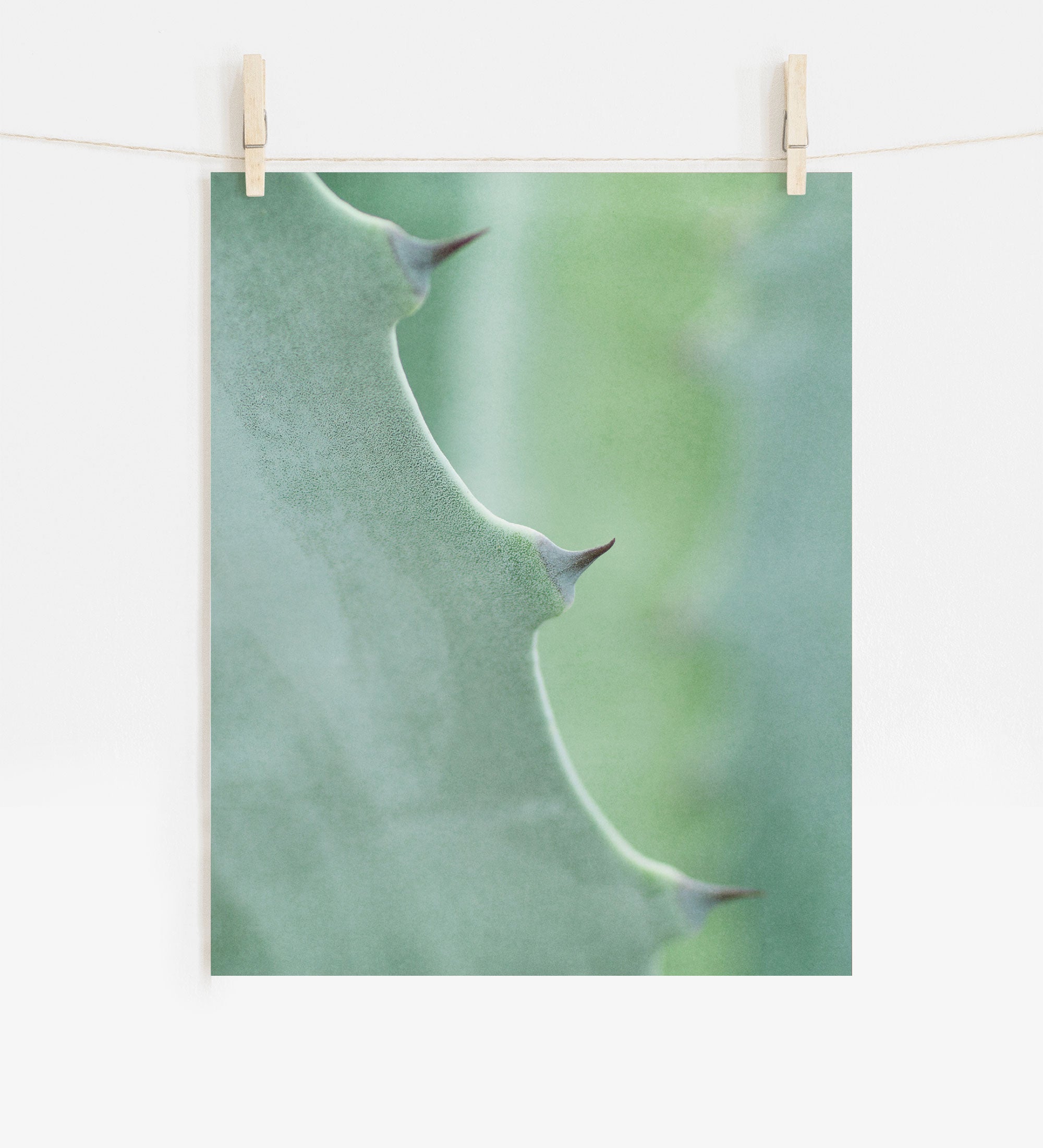 A close-up photo of a green Offley Green Botanical Print, 'Aloe Vera Spikes II' leaf with sharp thorns, hung by clothespins on a string against a blurred background.