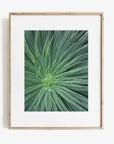 Green Botanical Wall Art 'Desert Fireworks II'