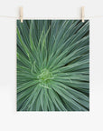A photo of Offley Green's 'Desert Fireworks II' green succulent with spiky leaves radiating from the center, displayed hanging on a clothesline by wooden clips, printed on archival photographic paper.