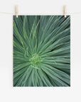 Green Botanical Wall Art 'Desert Fireworks II'