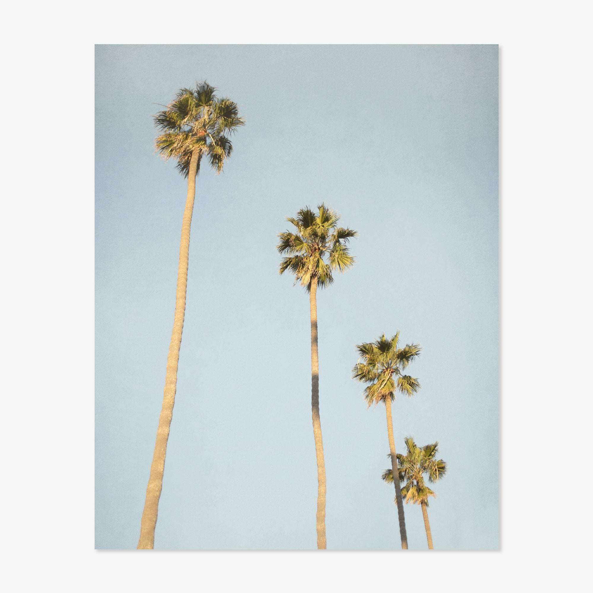 Three tall Los Angeles Palm Tree Photographic Prints &#39;Palm Stairs to Heaven&#39; from Offley Green with thin trunks and bushy tops stand against a clear California sky.