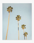 Three tall Los Angeles Palm Tree Photographic Prints 'Palm Stairs to Heaven' from Offley Green with thin trunks and bushy tops stand against a clear California sky.