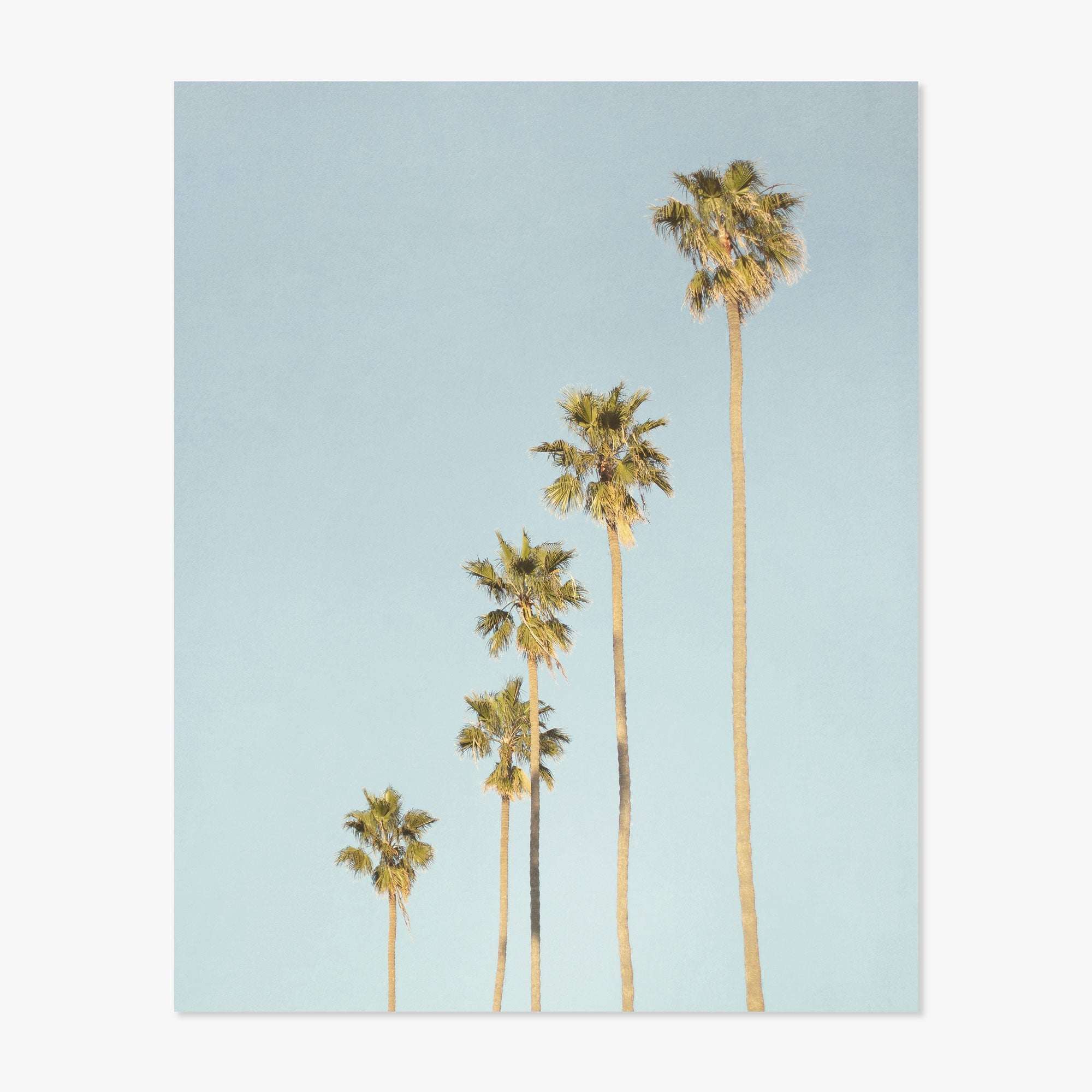 Five tall Offley Green &#39;Palm Tree Steps&#39; prints against a clear blue sky, with two prints distinctly taller than the others, all exhibiting fluffy, green fronds at the top in true California style.