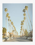 Los Angeles Palm Tree Lined Street 'Avenue of the Palms'