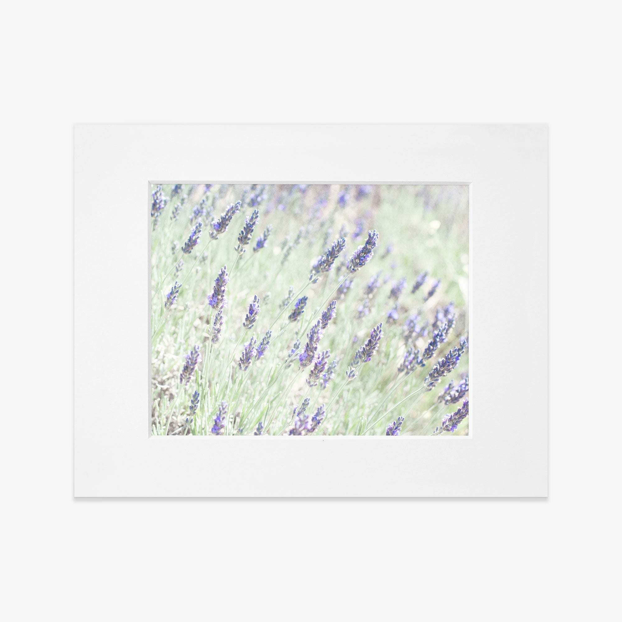 A framed photograph of a Floral Purple Print, &#39;Lavender for LaLa&#39;, with the flowers in focus displaying various shades of purple against a soft, blurred green background, printed on archival photographic paper by Offley Green.