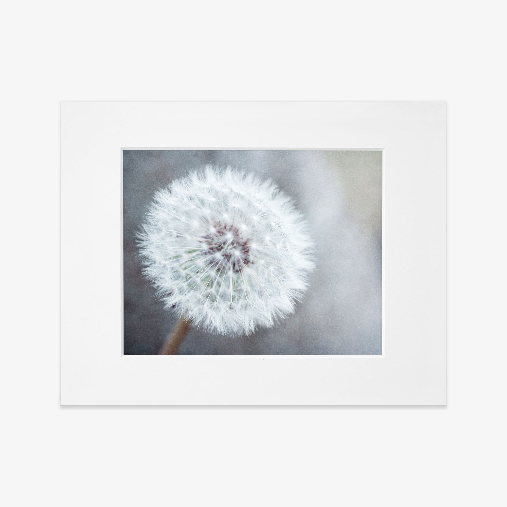 A close-up photo of a &#39;Neutral Grey Floral Print, &#39;Dandelion King&#39;&#39;, printed on archival photographic paper with a non-glossy lustre finish, displayed against a soft, blurred background by Offley Green.