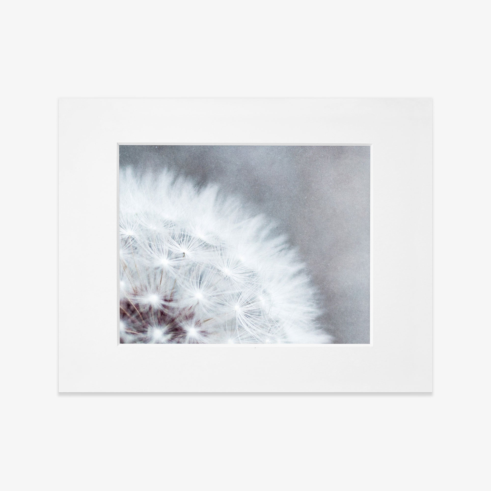 Close-up photo of a white dandelion tuft, framed in white, focusing on the delicate, intricate details of the seeds against a soft gray background featuring Offley Green&#39;s Grey Botanical Print, &#39;Dandelion Queen&#39;.