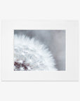 Close-up photo of a white dandelion tuft, framed in white, focusing on the delicate, intricate details of the seeds against a soft gray background featuring Offley Green's Grey Botanical Print, 'Dandelion Queen'.