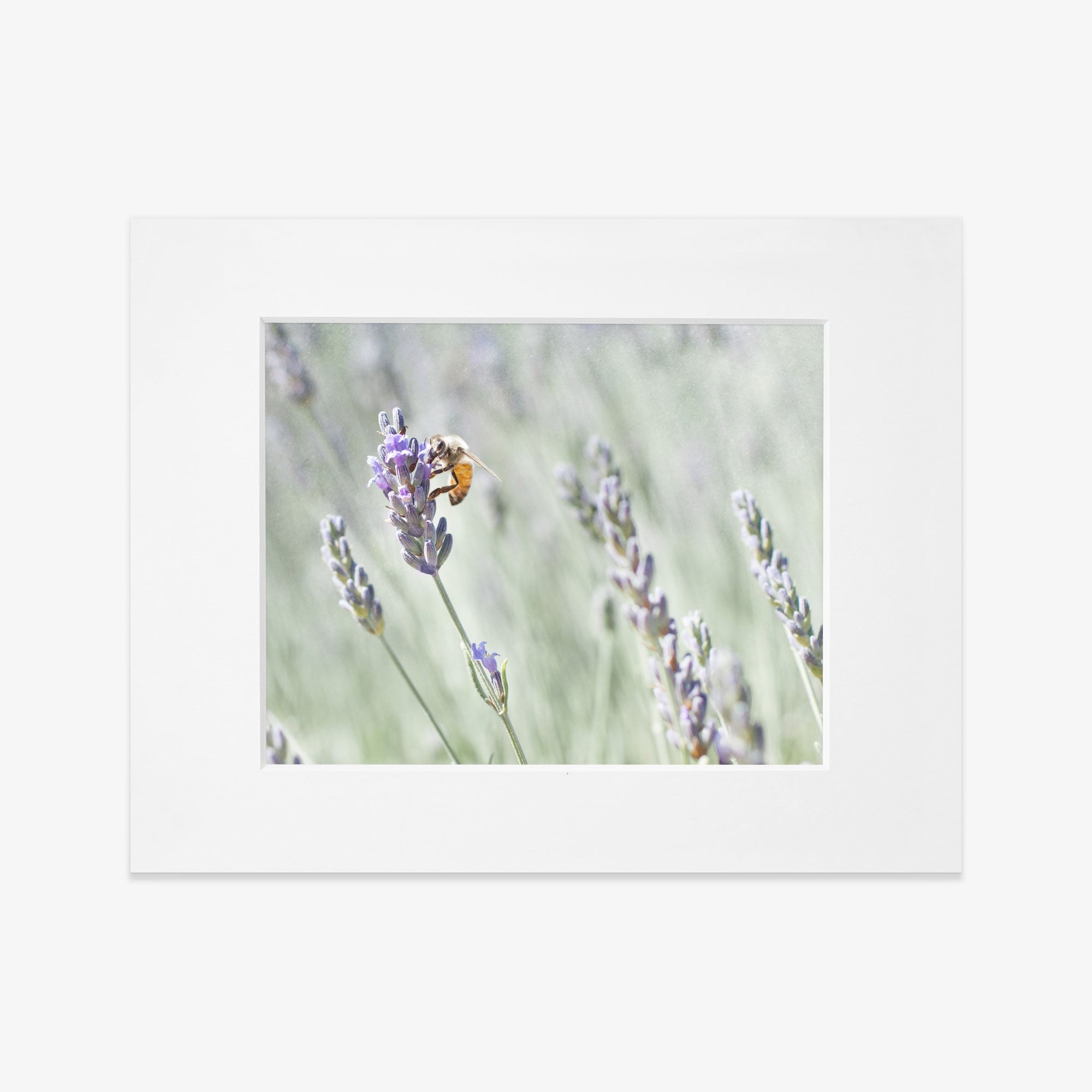 A bee collecting pollen on a lavender flower, set within a white frame, against a blurred green and floral background, printed on archival photographic paper.
Product Name: Offley Green&#39;s Rustic Floral Print, &#39;Lavender for Bees&#39;