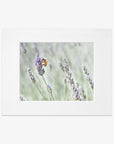 A bee collecting pollen on a lavender flower, set within a white frame, against a blurred green and floral background, printed on archival photographic paper.
Product Name: Offley Green's Rustic Floral Print, 'Lavender for Bees'