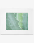 Framed photograph of a Mint Green Botanical Print, 'Aloe Vera Spikes' by Offley Green, focusing on its spiky edges against a soft, blurred green background.