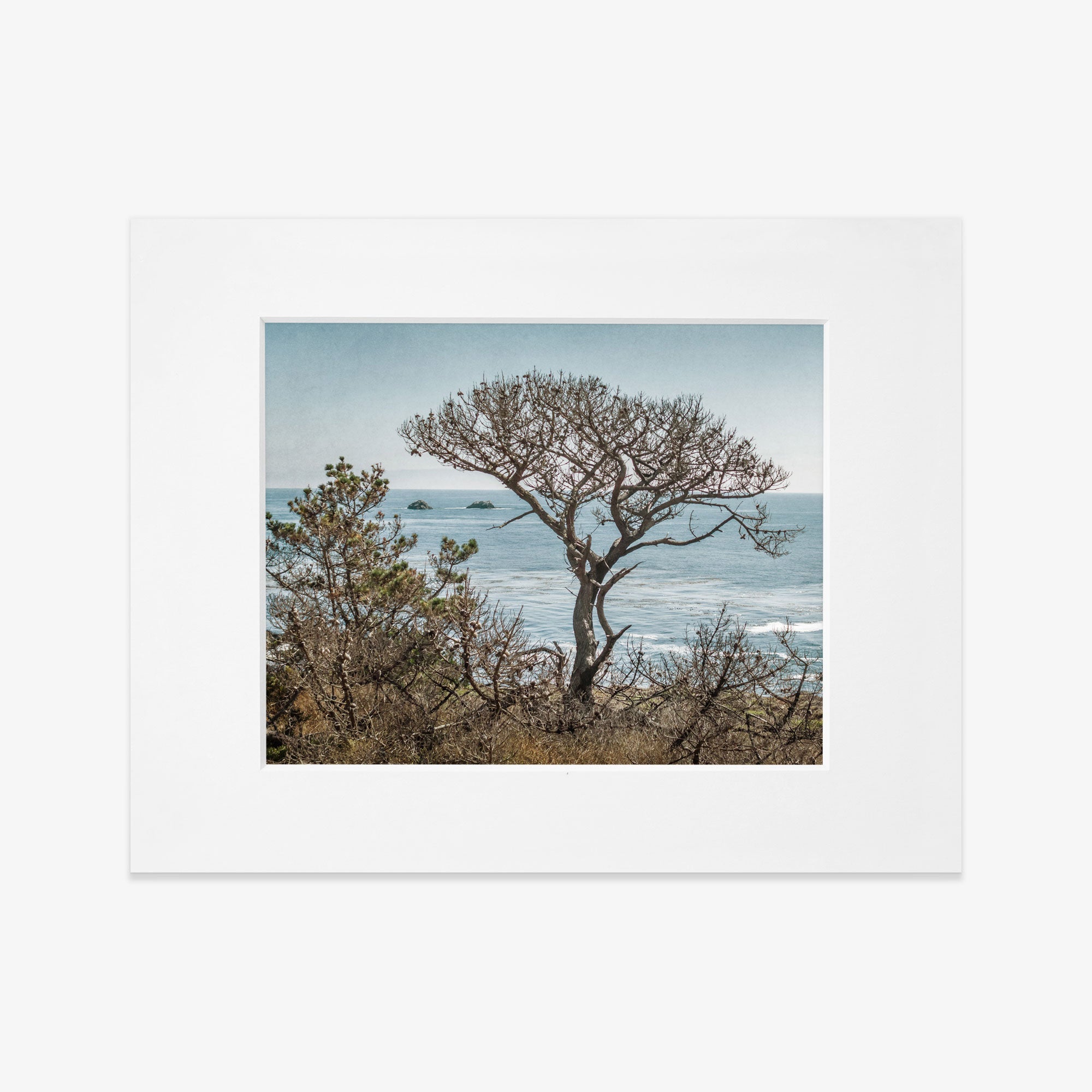 Offley Green&#39;s California Landscape Art in Big Sur, &#39;Wind Blown Tree&#39; captured on archival photographic paper depicts a windswept tree by the sea, with distant islands visible in the background, on a clear day.