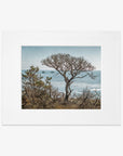 Offley Green's California Landscape Art in Big Sur, 'Wind Blown Tree' captured on archival photographic paper depicts a windswept tree by the sea, with distant islands visible in the background, on a clear day.