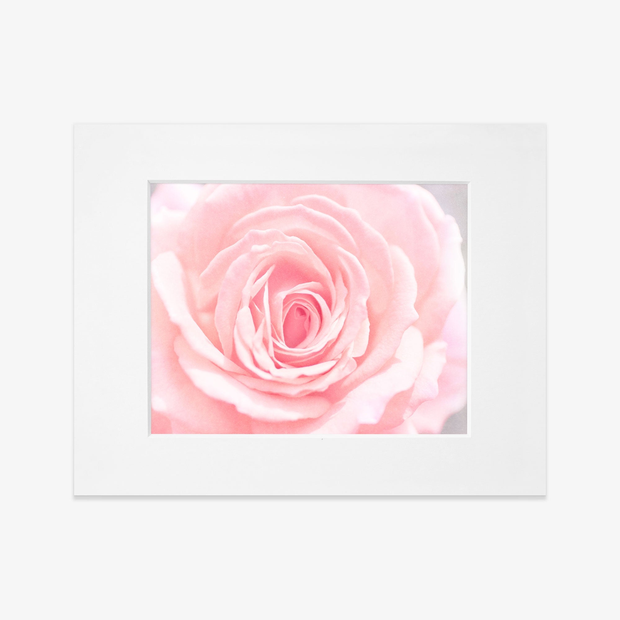 A framed photograph of a Pink Rose Print by Offley Green, printed on archival photographic paper, highlighting its delicate petals and intricate layers.