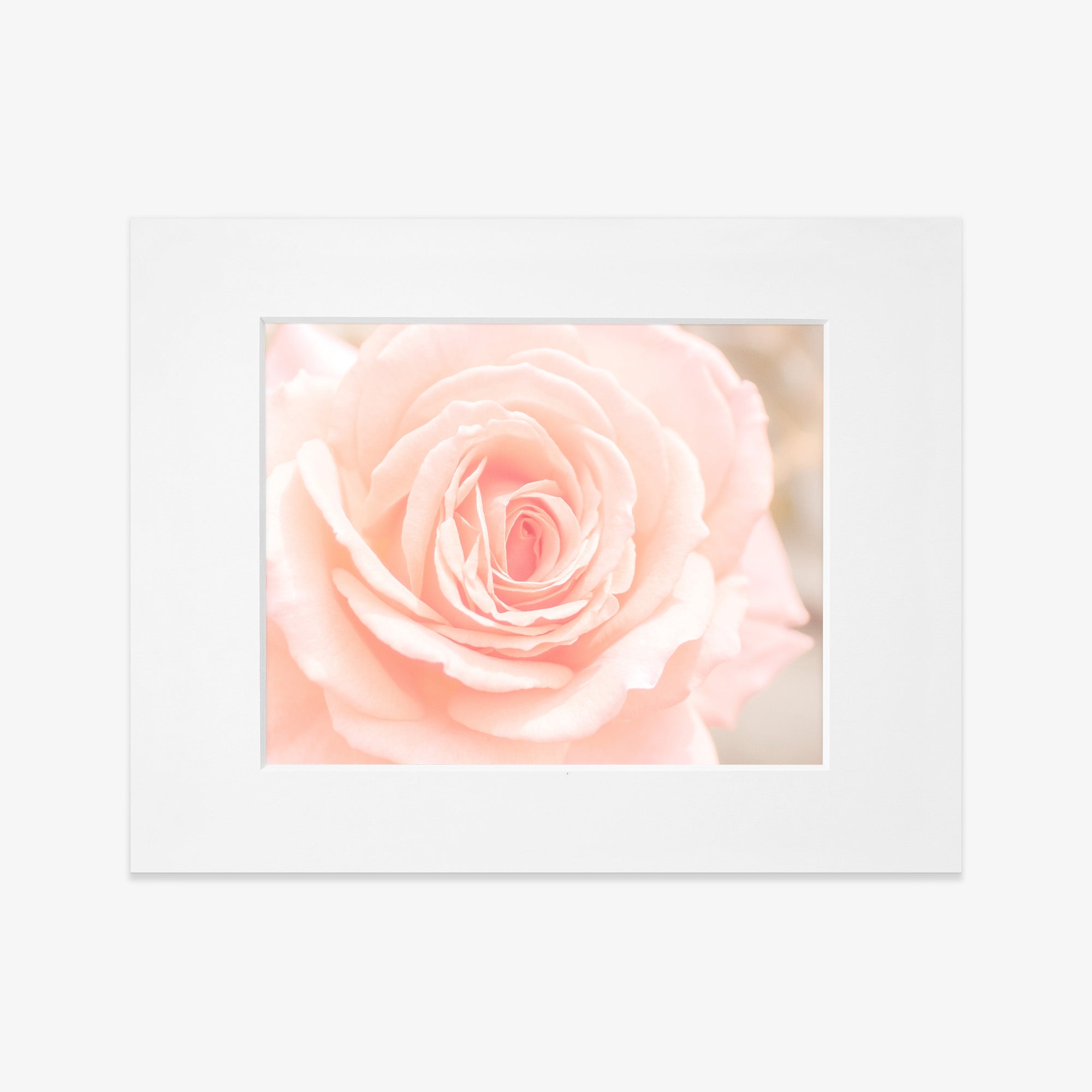 Close-up of a pink rose with a white frame on a light gray background