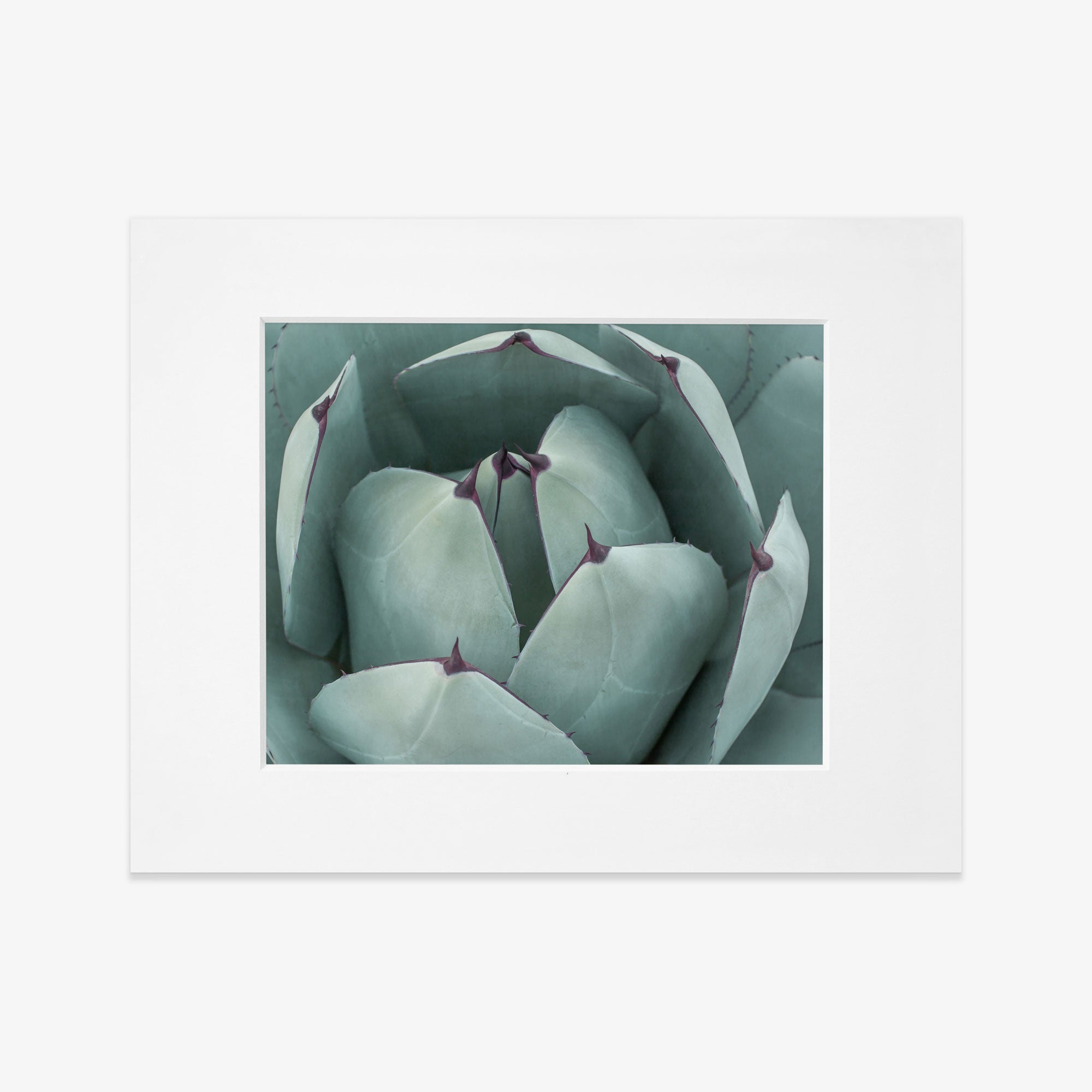 A framed photograph of a Abstract Teal Green Botanical Print, &#39;Teal Petals&#39;, printed on archival photographic paper, against a white background.