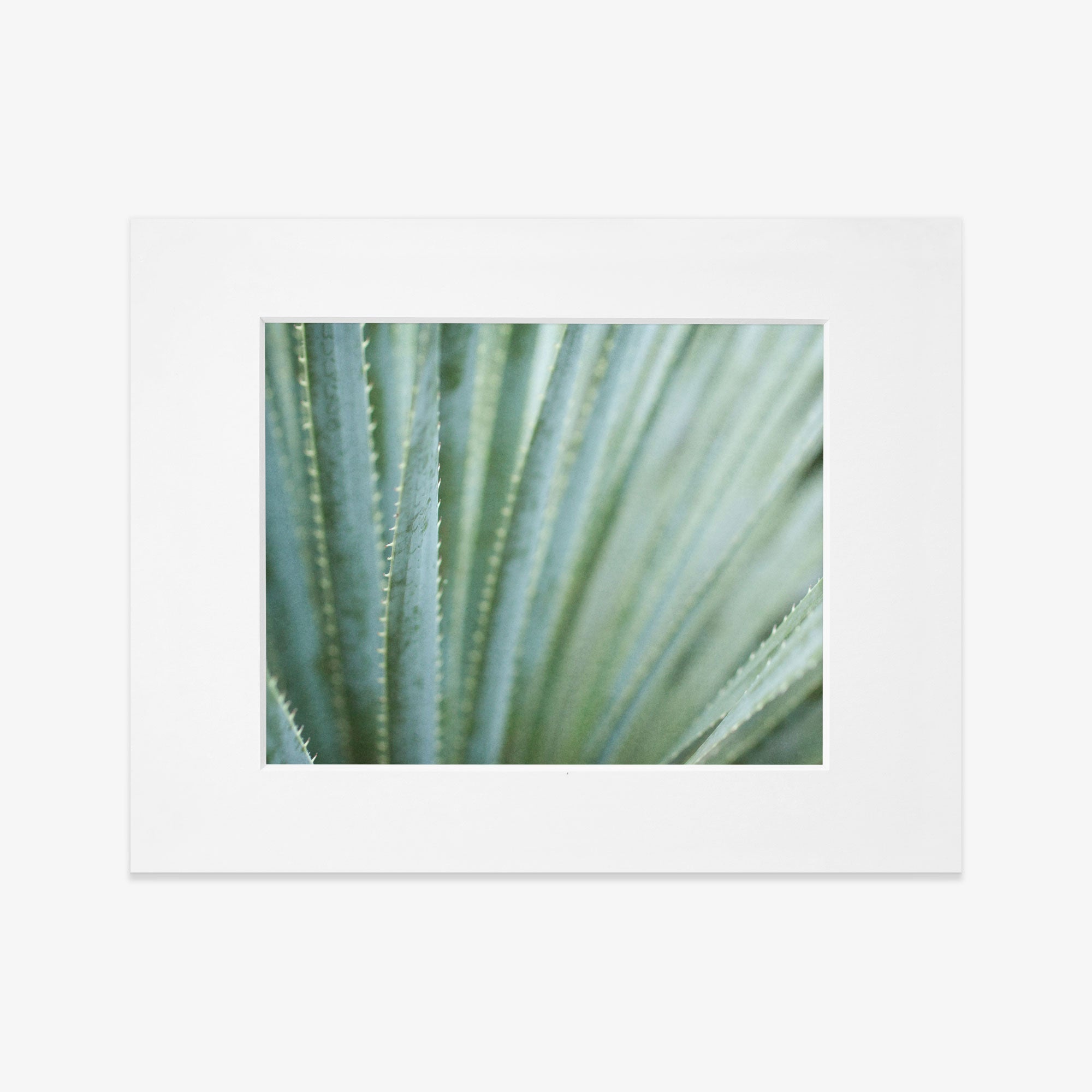 A close-up photo of a green succulent plant with long, narrow leaves featuring white spiky edges, printed on archival photographic paper by Offley Green.