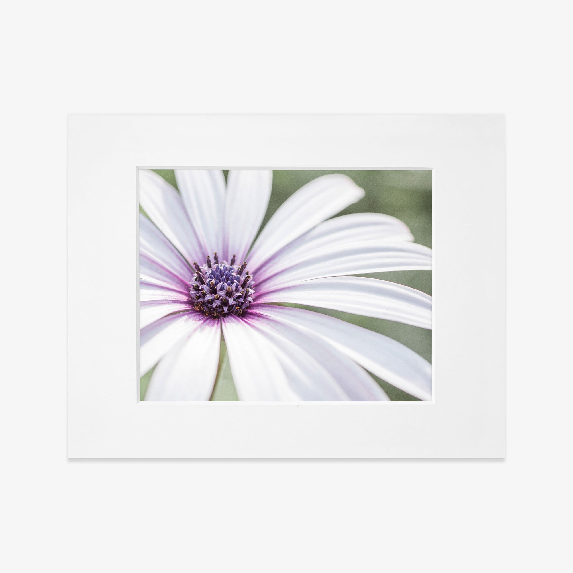 Close-up photo of a Large White Daisy Flower Print with purple stripes on its petals and a purple center, printed on archival photographic paper by Offley Green.