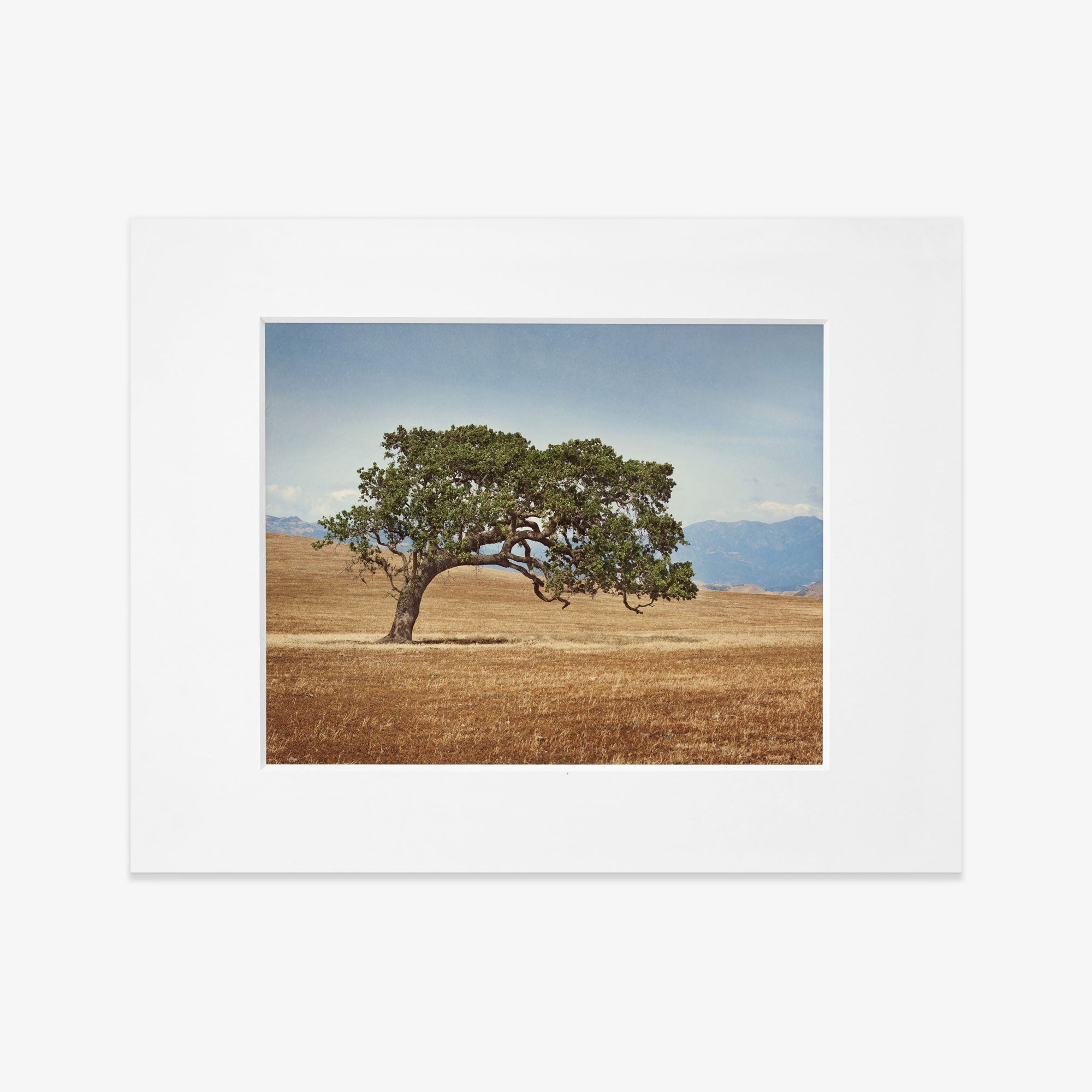 A framed photo of a solitary California Oak tree with a twisting trunk and sprawling branches in a dry grassy field, with mountains and a clear sky in the background - Offley Green&#39;s California Oak Tree Print, &#39;Windswept&#39;.