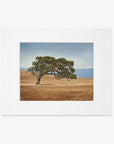 A framed photo of a solitary California Oak tree with a twisting trunk and sprawling branches in a dry grassy field, with mountains and a clear sky in the background - Offley Green's California Oak Tree Print, 'Windswept'.