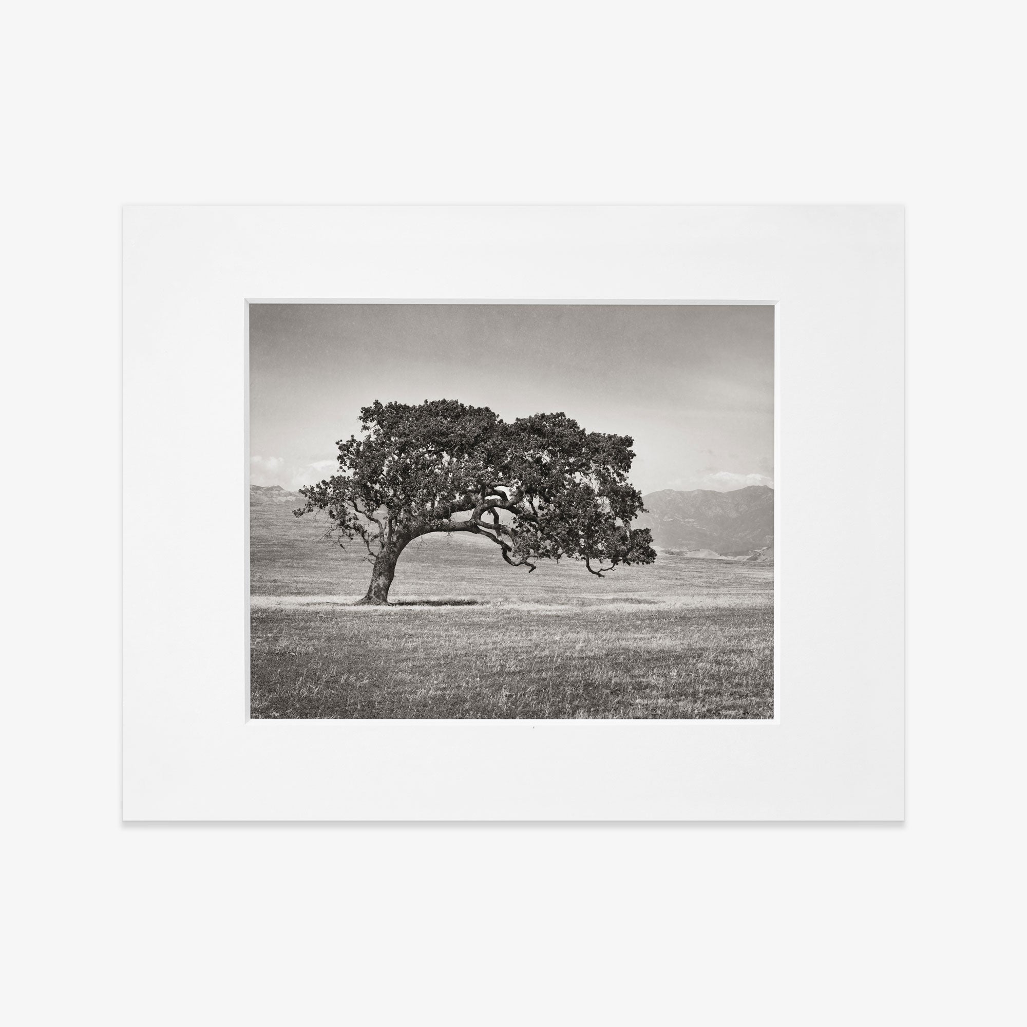 Offley Green&#39;s &#39;Windswept (Black and White)&#39; features a Black and white photograph of a solitary, sprawling Californian Oak in a grassy field with distant mountains in the background, framed with a wide white border.