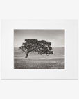 Offley Green's 'Windswept (Black and White)' features a Black and white photograph of a solitary, sprawling Californian Oak in a grassy field with distant mountains in the background, framed with a wide white border.