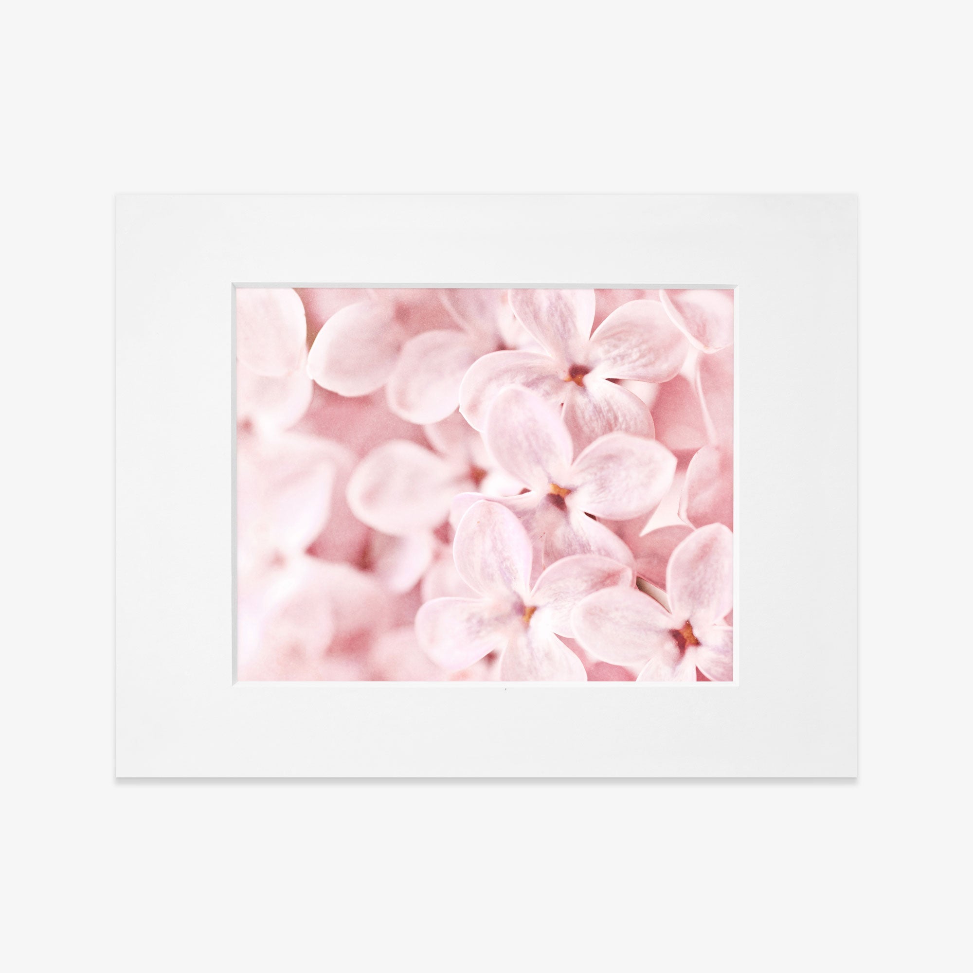 A framed Pink Botanical Print, &#39;Bed of Lilacs&#39; displaying a close-up shot of pink hydrangea flowers with soft focus on petals. The frame is white, complementing the gentle tones of the flowers by Offley Green.