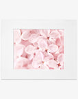 A framed Pink Botanical Print, 'Bed of Lilacs' displaying a close-up shot of pink hydrangea flowers with soft focus on petals. The frame is white, complementing the gentle tones of the flowers by Offley Green.