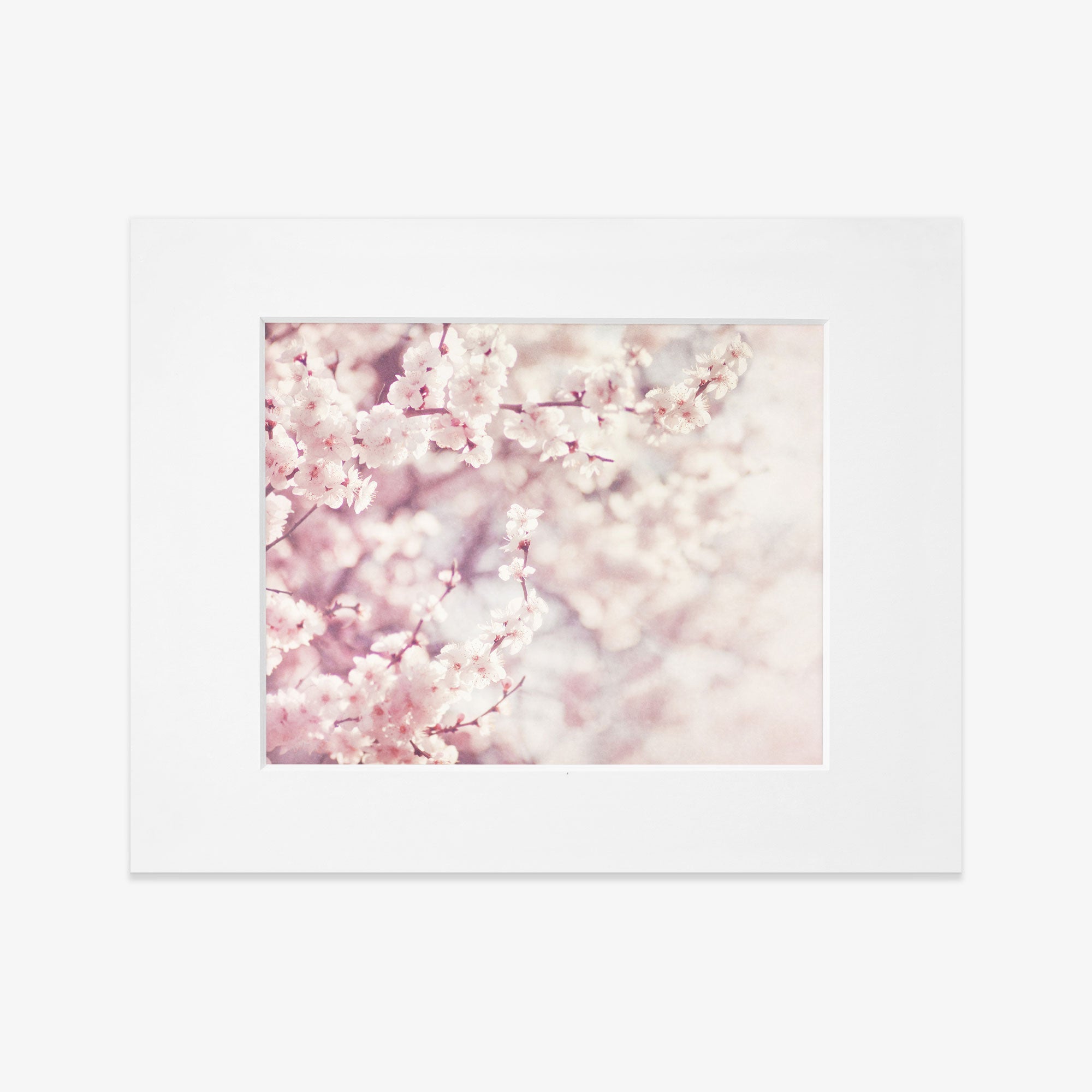 Framed Pink Floral Print of delicate cherry blossoms in full bloom on archival photographic paper, with a soft focus on shabby pink and white flowers, presenting a dreamy, springtime aesthetic by Offley Green.