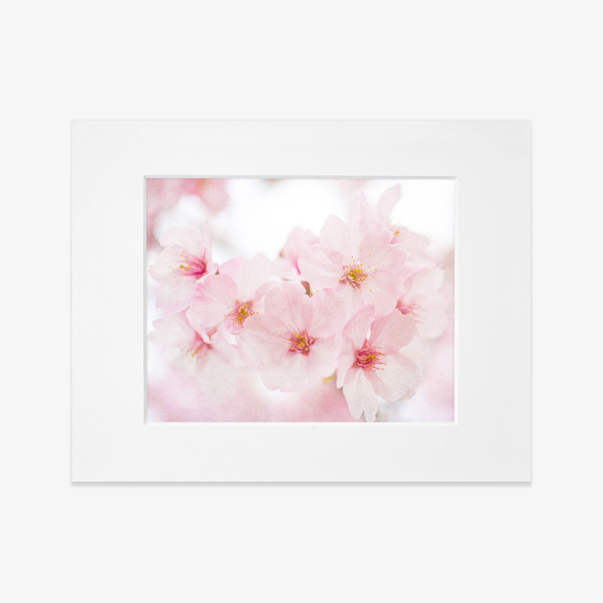 A framed photograph showcasing a close-up image of delicate pink cherry blossoms with visible shabby pink petals and central stamens, printed on archival photographic paper by Offley Green.