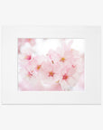 A framed photograph showcasing a close-up image of delicate pink cherry blossoms with visible shabby pink petals and central stamens, printed on archival photographic paper by Offley Green.