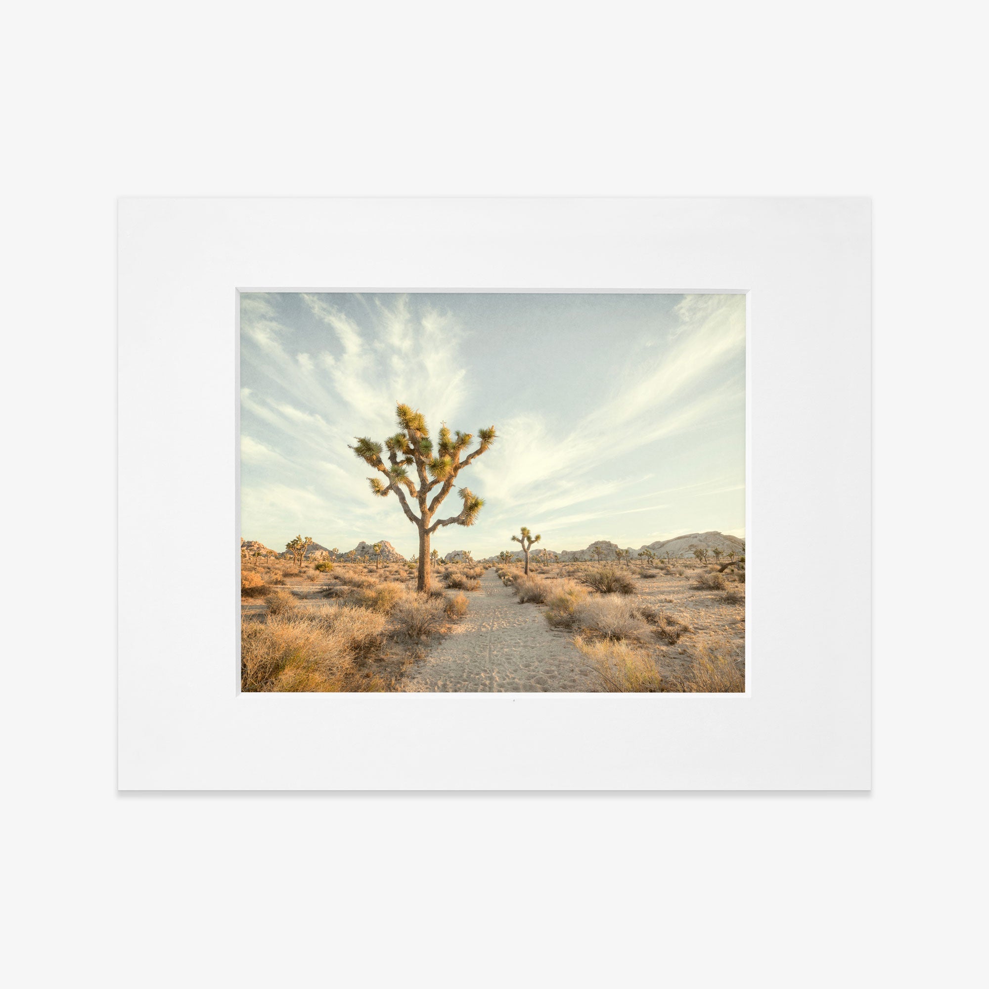 Framed photograph of a Palm Springs desert landscape featuring a prominent Joshua Tree Print, &#39;Path to Joshua&#39; in the center, surrounded by sparse desert scrub under a wide, cloudy sky. Soft warm tones dominate the image. (Brand Name: Offley Green)