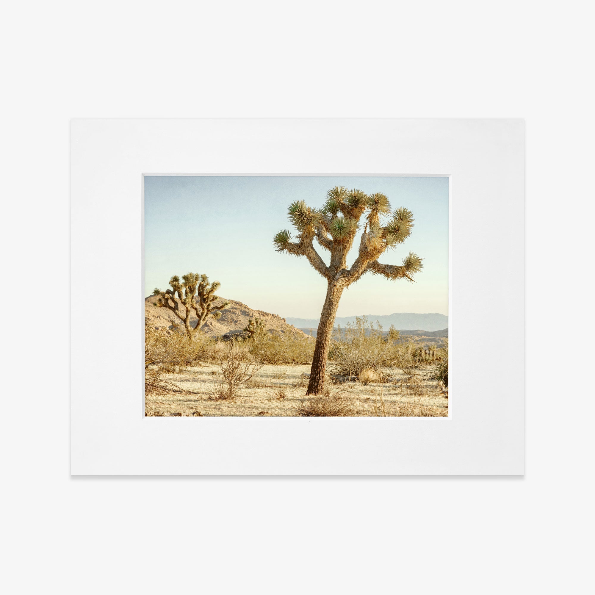 An unframed Offley Green Mighty Joshua print of a Joshua Tree in a desert landscape under a clear blue sky, capturing the unique and rugged beauty of the arid environment.