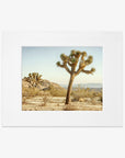 An unframed Offley Green Mighty Joshua print of a Joshua Tree in a desert landscape under a clear blue sky, capturing the unique and rugged beauty of the arid environment.