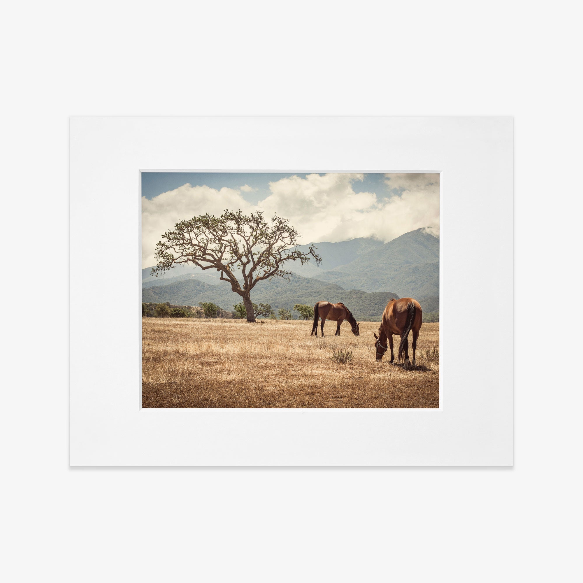 Two &#39;Santa Ynez Horses&#39; grazing under a large tree in Santa Ynez Valley on a dry grassy field with mountains and a cloudy sky in the background, framed photo on a white background.