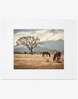 Two 'Santa Ynez Horses' grazing under a large tree in Santa Ynez Valley on a dry grassy field with mountains and a cloudy sky in the background, framed photo on a white background.