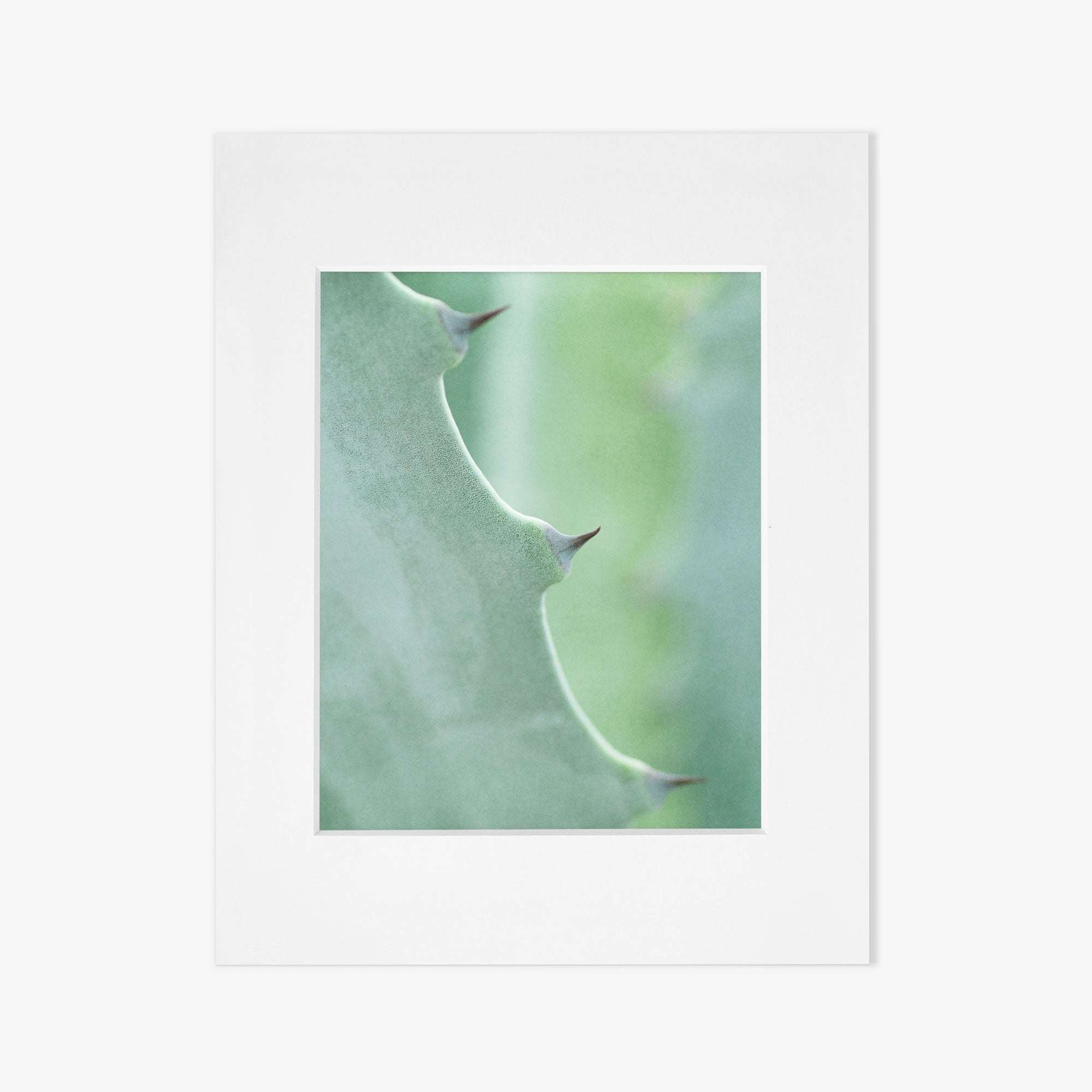 A minimalist square white frame on a white background, featuring a centered Offley Green &#39;Aloe Vera Spikes II&#39; green botanical print as the focal art piece.