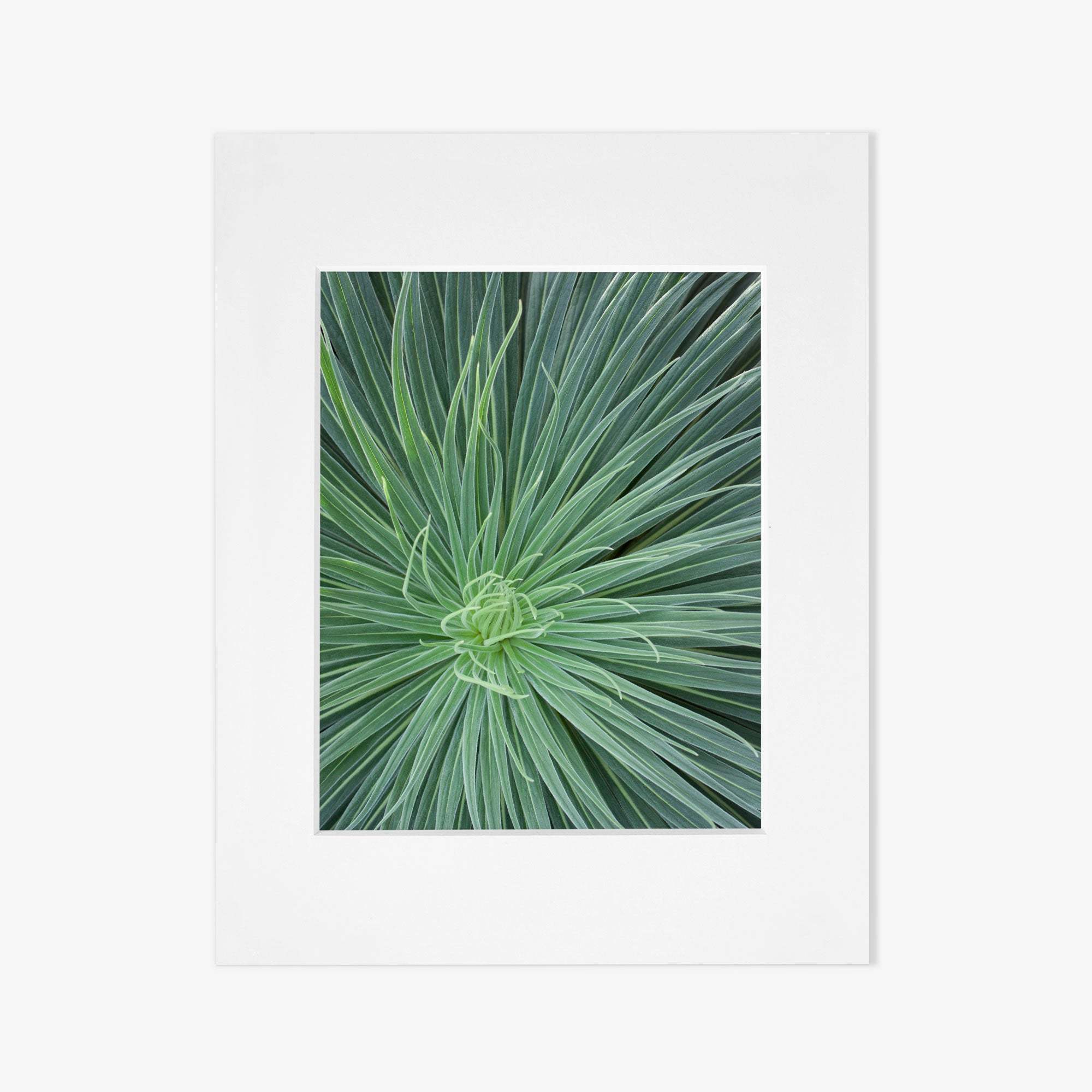 A simple white square picture frame featuring a centered, smaller grey square of Green Botanical Wall Art &#39;Desert Fireworks II&#39; photography on archival photographic paper, against a white background. Minimalist design with a non glossy lustre finish by Offley Green.