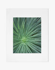 A simple white square picture frame featuring a centered, smaller grey square of Green Botanical Wall Art 'Desert Fireworks II' photography on archival photographic paper, against a white background. Minimalist design with a non glossy lustre finish by Offley Green.