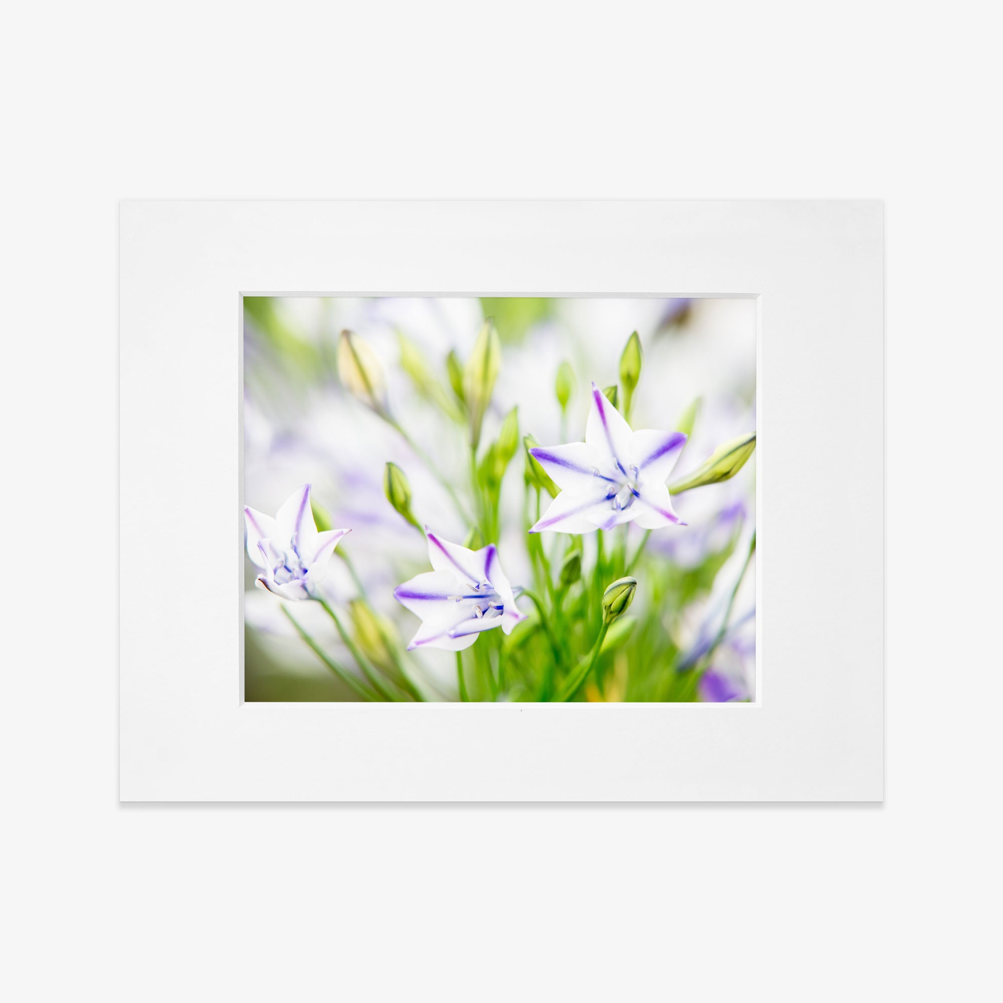 5x7 Botanical Matted Print (Choose from 6 Designs)