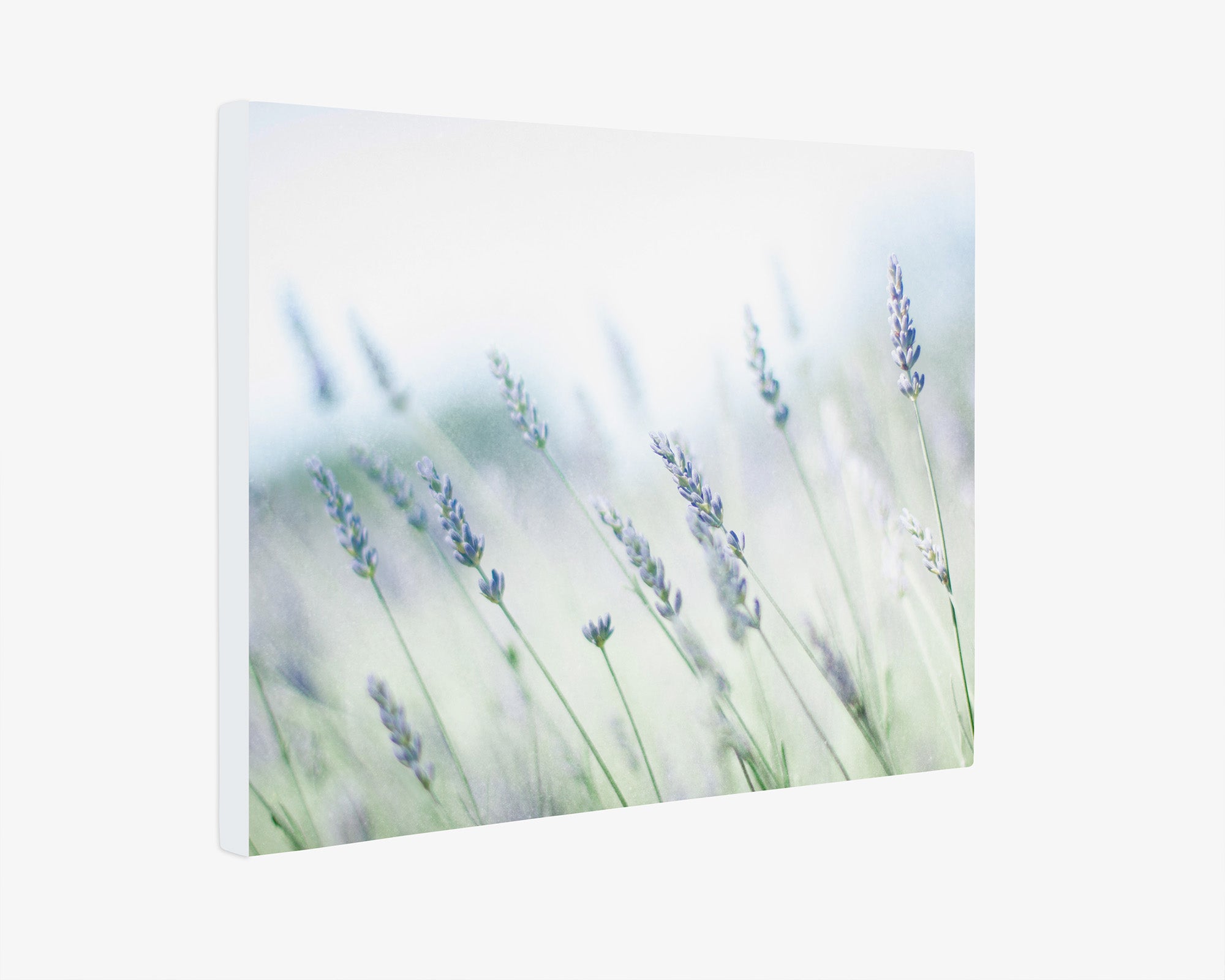 Rustic Farmhouse Canvas Wall Art, &#39;Buds of Lavender&#39;