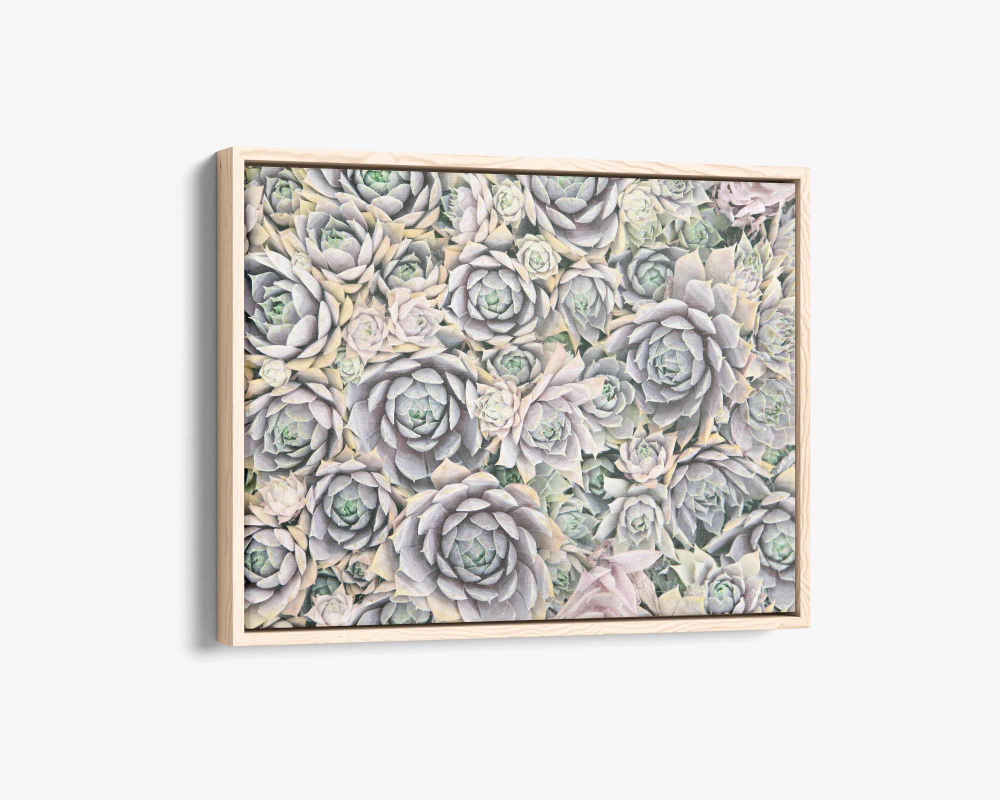 Pastel Sage Green Canvas Wall Art 'Succulents Forever' by Offley Green